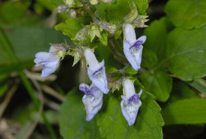 台灣香茶菜 台灣香茶菜