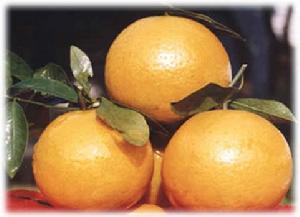 德慶貢柑 德慶貢柑