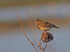 拉索雲雀 拉索雲雀