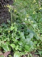 絹毛黃鵪菜 絹毛黃鵪菜