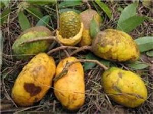 鈍藥野木瓜 鈍藥野木瓜