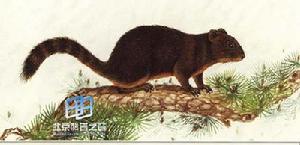 橙腹長吻松鼠 橙腹長吻松鼠