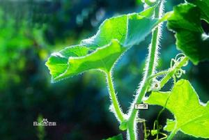 冬瓜葉[冬瓜葉]