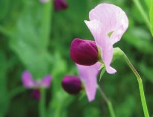 二色野豌豆 二色野豌豆