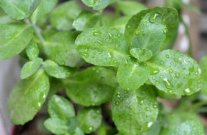 羽序燈心草 羽序燈心草