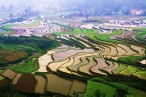 梯田