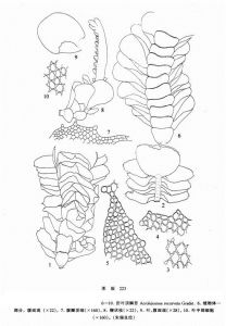 折葉頂鱗苔 折葉頂鱗苔