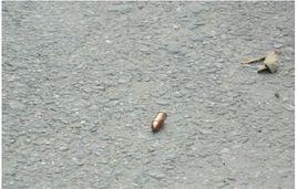 3·31湖南邵東持槍殺人案