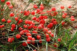 大酸漿草 大酸漿草