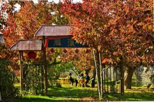 什川梨園 什川梨園