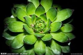 糜爛性直腸炎 糜爛性直腸炎