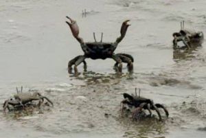 蝦荒蟹亂 蝦荒蟹亂