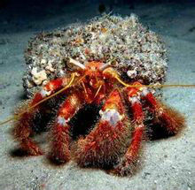 珊瑚寄居蟹 珊瑚寄居蟹