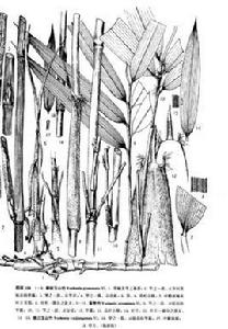 棱紋玉山竹 棱紋玉山竹