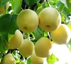 天津鴨梨 天津鴨梨