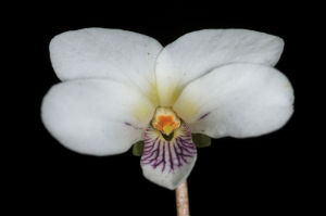 雪山堇菜 雪山堇菜