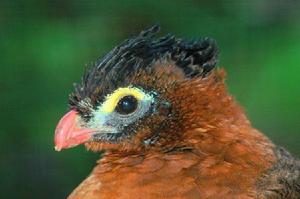 夜冠雉屬 夜冠雉屬