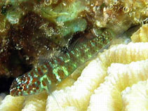 菲綠磯塘鱧 菲綠磯塘鱧