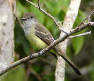 淡邊蠅霸鶲 淡邊蠅霸鶲