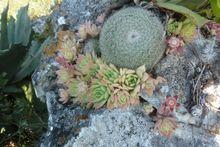 野生蔓蓮（攝影：Gerhard K&ouml;hres）