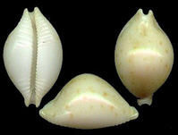 非洲真珠寶螺 非洲真珠寶螺