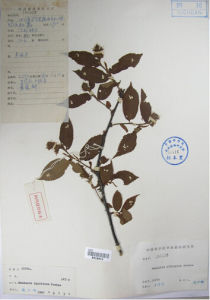 四川臭櫻 四川臭櫻