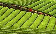 四川省邛崍市茶園鄉