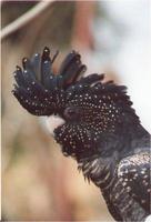 紅尾黑巴丹鸚鵡