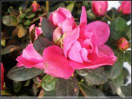 比利時杜鵑 比利時杜鵑