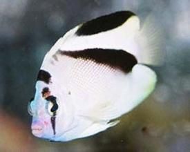 白背藍嘴神仙 白背藍嘴神仙