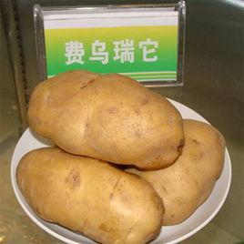 費烏瑞它 費烏瑞它