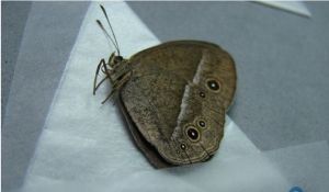 僧袈眉眼蝶 僧袈眉眼蝶