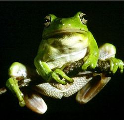 兩棲動物[2015年中國拍攝影片]