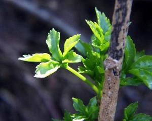 反應中心色素 反應中心色素