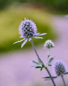 扁葉刺芹 扁葉刺芹