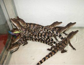 寵物鱷魚 寵物鱷魚