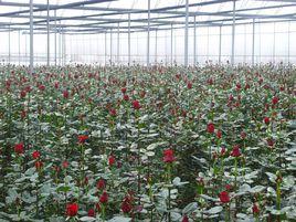 東木佛村 東木佛村