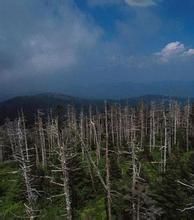 多諾拉煙霧酸雨 多諾拉煙霧酸雨