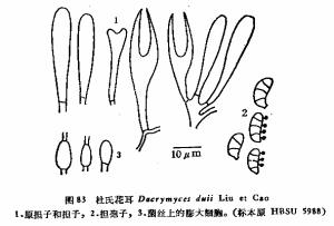 杜氏花耳 杜氏花耳