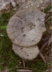 香港假芝 香港假芝
