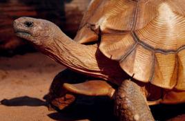 安哥洛卡陸龜 安哥洛卡陸龜