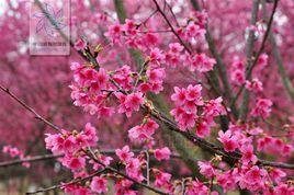 福建山櫻花 福建山櫻花