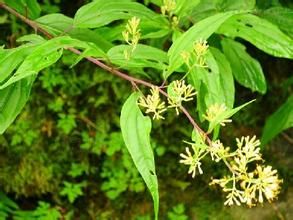 紅纓合耳菊 紅纓合耳菊