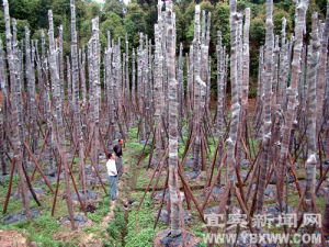 新近截乾留蔸法移植的油樟樹