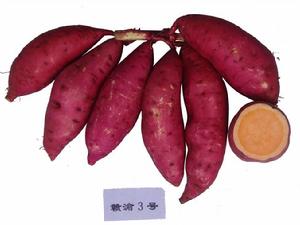 贛渝3號 贛渝3號