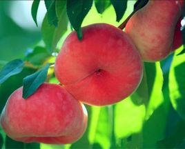 瑞蟠21號 瑞蟠21號