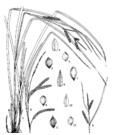 狹囊薹草 狹囊薹草