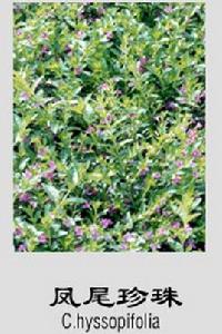 鳳尾珍珠 鳳尾珍珠