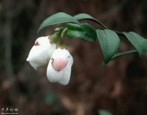 山茄花 山茄花