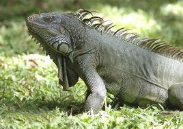 鬣蜥[美洲鬣蜥屬動物俗稱]